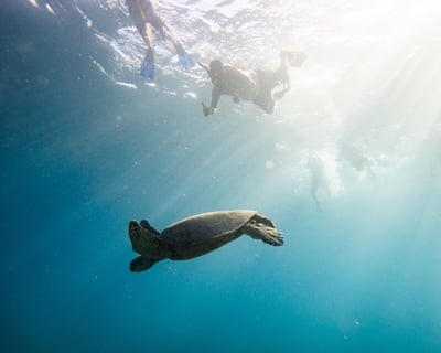 Small-Group Waikiki Snorkel Tour to Turtle Canyon