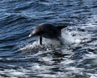 Cape Coral 4-Hour Dolphin Tour