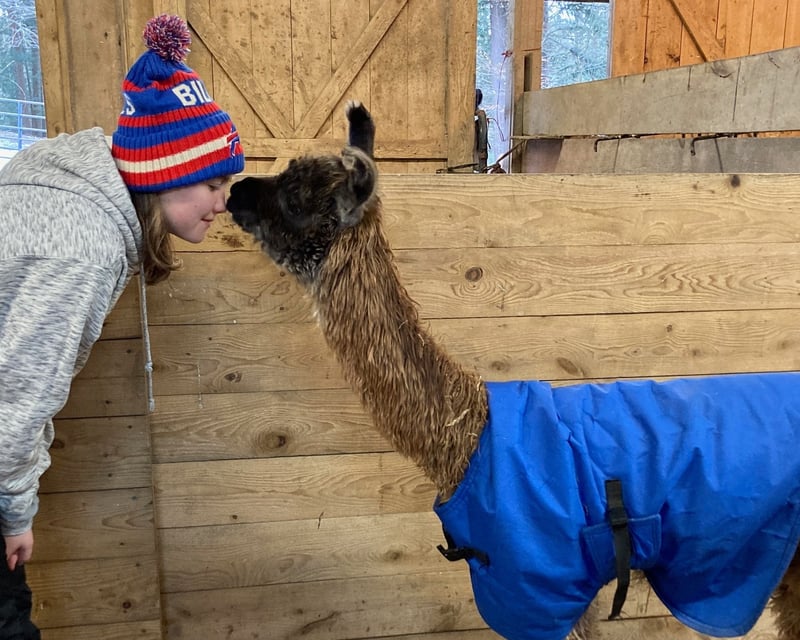 Hands-On Llama Farm Visit in Arcade, NY
