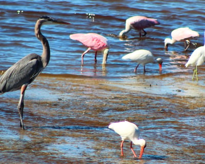 Everglades City Birding Boat Tour