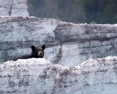 Ride The Glacier Discovery Train & Float Spencer Glacier