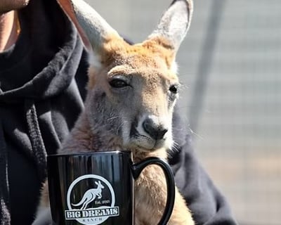 Coffee with Kangaroos in Ira Township