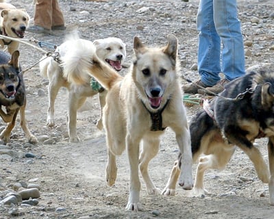 1.5-Hour Husky Kennel Tour at Husky Homestead