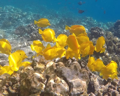 Afternoon Snorkel & Sail Cruise in Kailua-Kona
