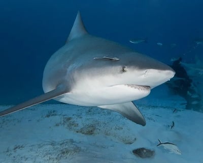Bull Shark Diving at Bat Islands