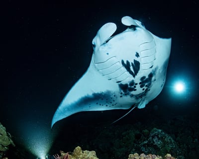 Manta Ray Sunset Dive & Snorkel in Kona