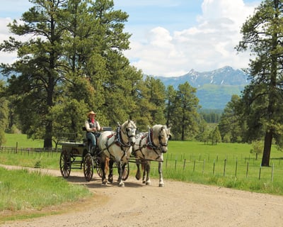 Private Horse-Drawn Carriage Ride in Pagosa Springs