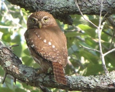 Explore King Ranch Norias Full-Day Birding Tour