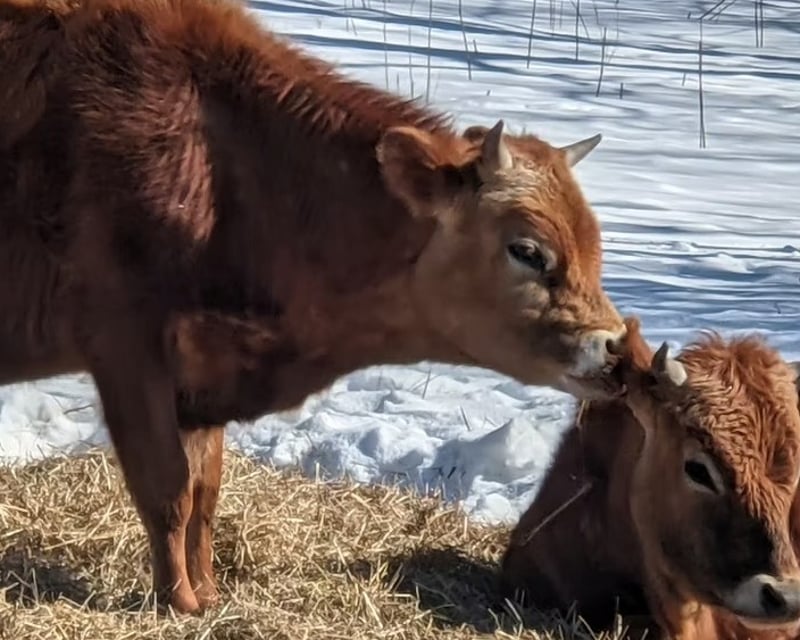 Rescue Animal Farm Tour in the Catskills