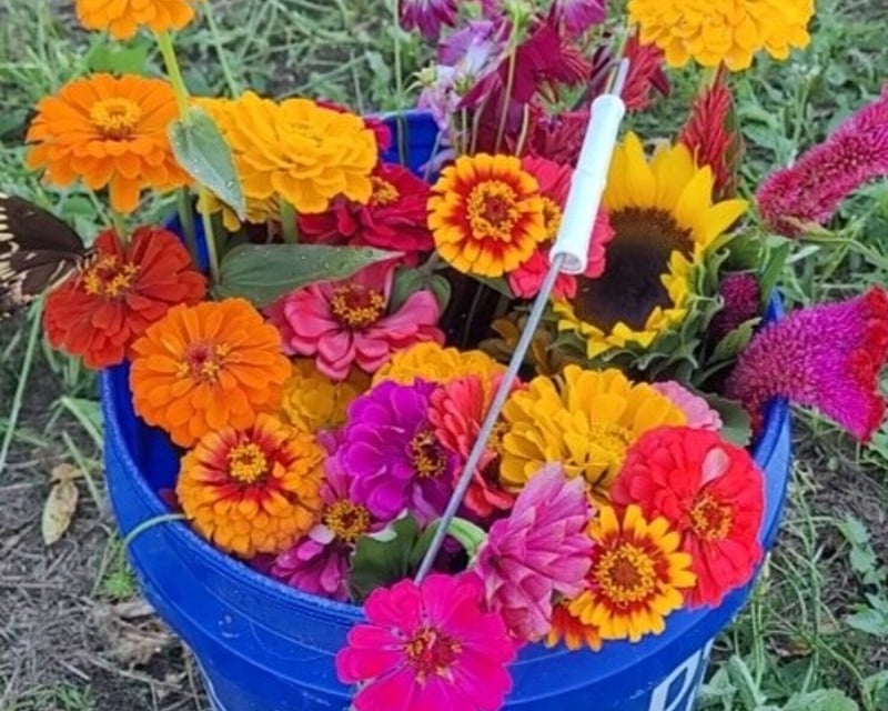 Seasonal U-Pick Flower Fields Near Picayune, MS