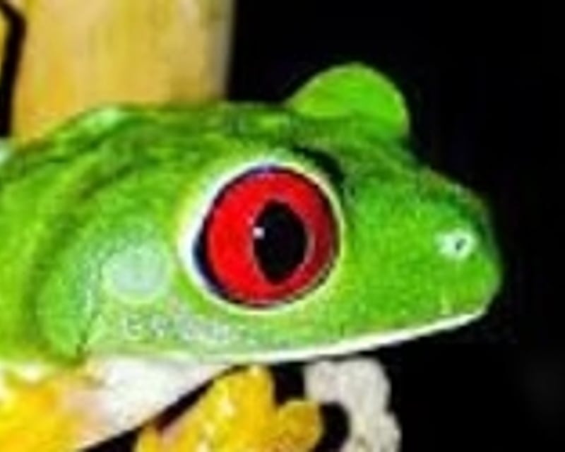 Guided Night Walking Tour near Manuel Antonio National Park