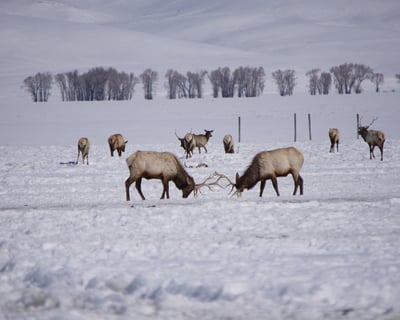 Jackson Après-Ski Wildlife Tour