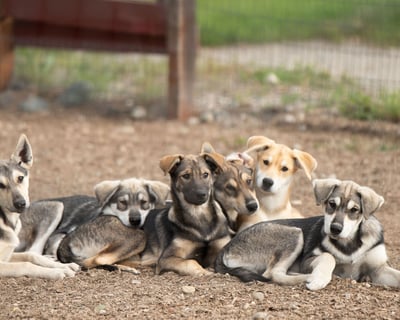 Guided Sled Dog Kennel Visit in Fairbanks