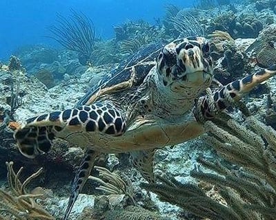 2-Tank Scuba Dive in St. Thomas