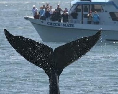 Whale Watching Cruise From Old Fishermans Wharf