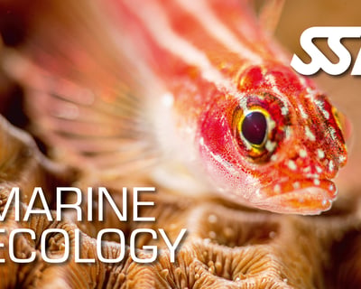 Marine Ecology Certification Course in Ramrod Key