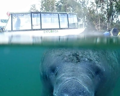 Private Manatee Swim Tour in Crystal River