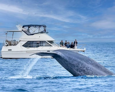 Dana Point Whale & Dolphin Watching Cruise