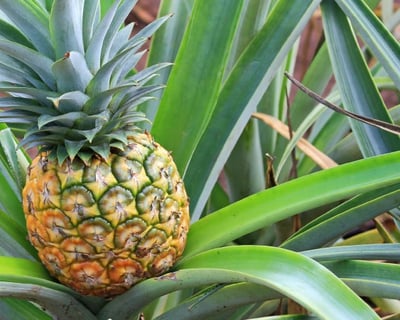 Oahu Circle Island Tour with Dole Plantation