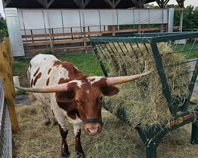Petting Zoo in Hillsborough, New Jersey