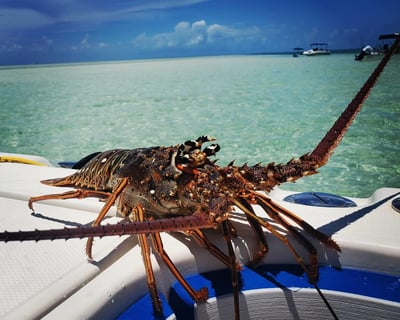 Lobster Mini Season Charter in Key West