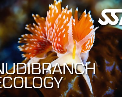 Nudibranch Ecology Course in Ramrod Key
