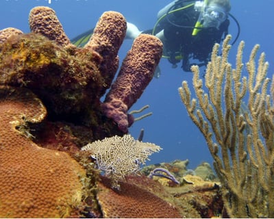 4-Hour Guided Shore Dive in Aguadilla
