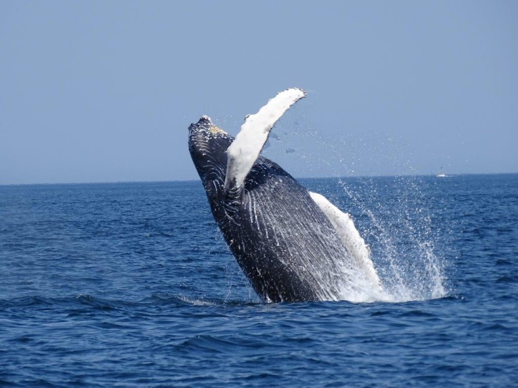Watch Humpback Whales & Cape Cod Sunset