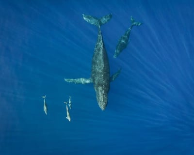 Haleiwa Dolphin & Whale Watching Boat Tour