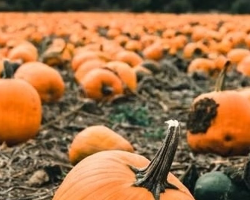 Fall Foliage Pumpkin Patch Train Ride in Mount Union, PA