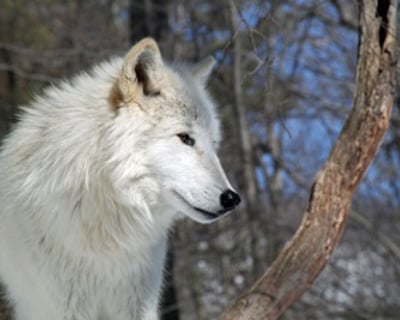 Adults-Only Wolf Tour in Columbia
