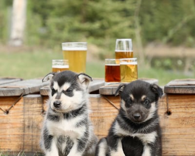 Puppy Social & Sled Dog Tour in Fairbanks