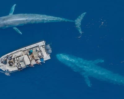 San Diego Blue Whale Search Cruise