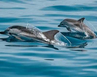 Happy Hour Dolphin Cruise In Pensacola Bay
