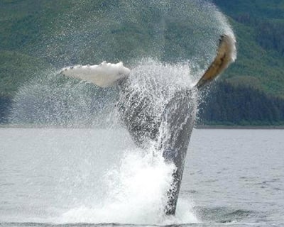 Premier Whale Watch Tour