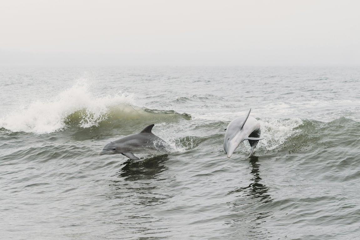 3-Hour Dolphin Cruise in Orange Beach