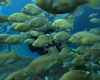 Blue Grotto & Devil's Den Scuba Diving in Williston