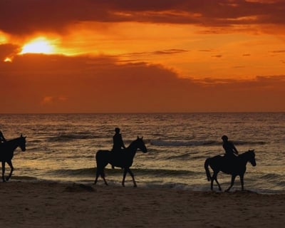 Afternoon Horseback Ride in Aguadilla
