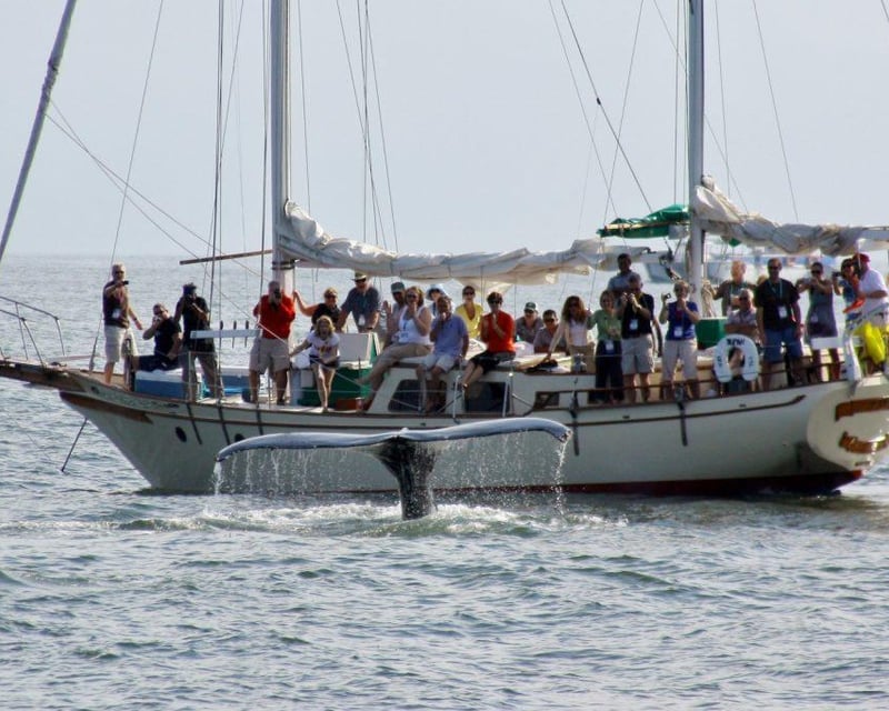 Morning Sailboat Whale Watching Tour in Puerto Vallarta