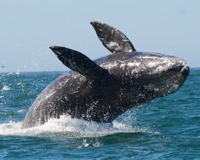 1.5-Hour Whale Watch With Carrie & Koda