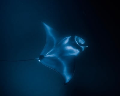 Kohala Coast Manta Ray Night Snorkel
