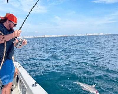 Shark Fishing Charter in the Gulf of Mexico