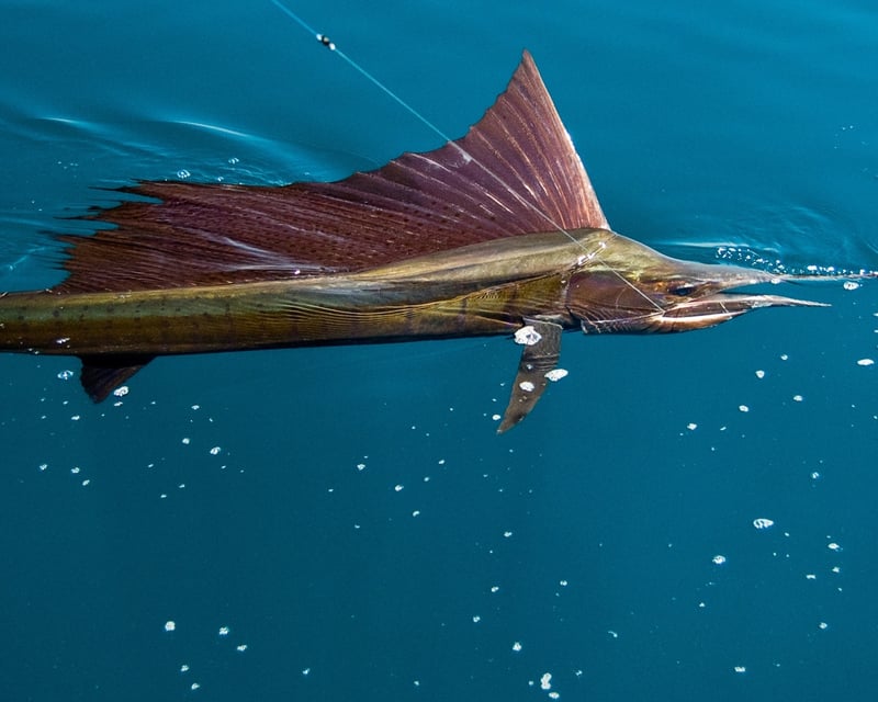 Private Deep Sea Fishing Charter in Pompano Beach
