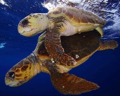 2-Tank Reef Dive Charter in Riviera Beach