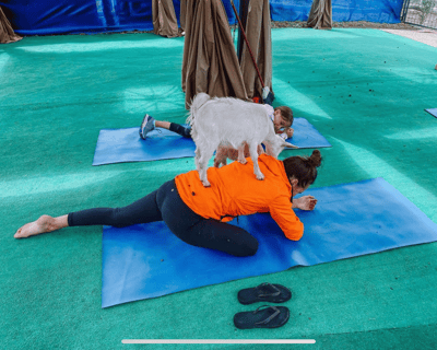 Goat Yoga Class in Vail