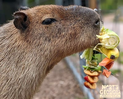 Meet Capybaras in North Georgia