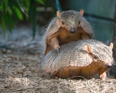 Private Guided Animal Tour in Riverview
