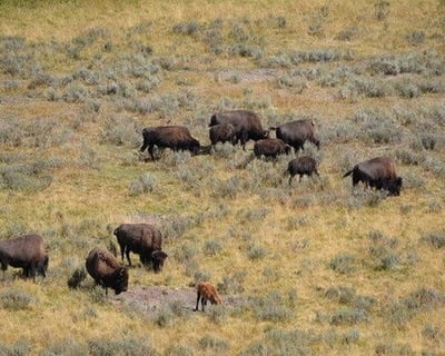 Lamar Valley 6-Mile Guided Hike with Lunch