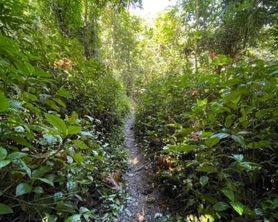 Hidden Waterfall Hike From San Juan