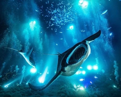 Snorkel With Manta Rays at Night in Kailua-Kona